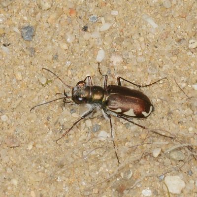 Cicindela scutellaris