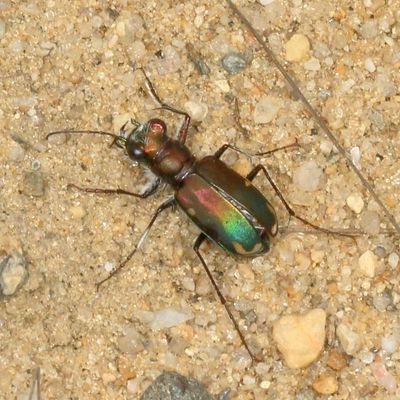 Cicindela scutellaris