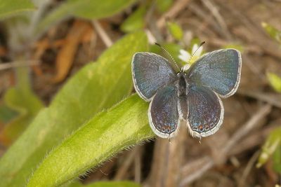 Eastern Tailed-Blue  ♂
