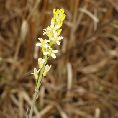 Turritis glabra * Tower Mustard