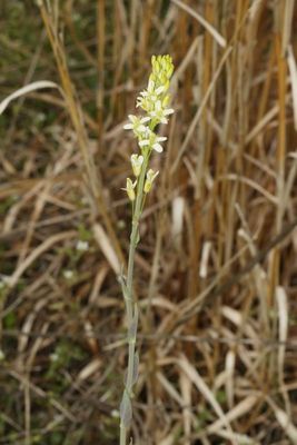 Turritis glabra * Tower Mustard