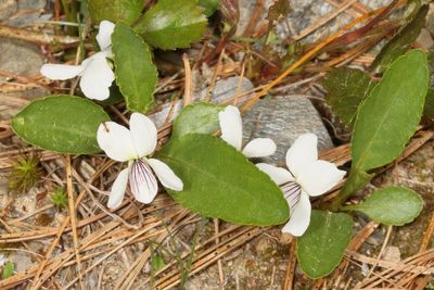 Viola lanceolata * White Bog Violet