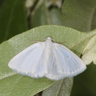 Hodges#6667 * White Spring Moth * Lomographa vestaliata