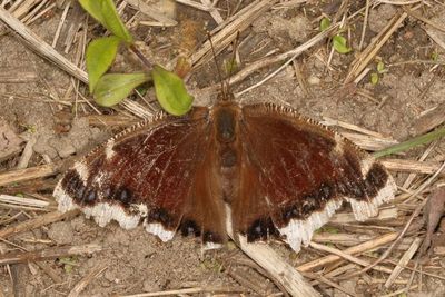 Mourning Cloak