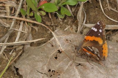 Red Admiral