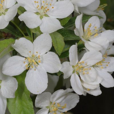 Malus * Apple