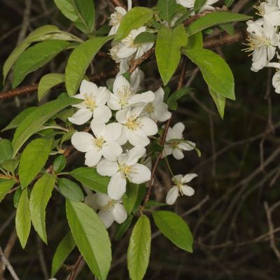 Malus * Apple