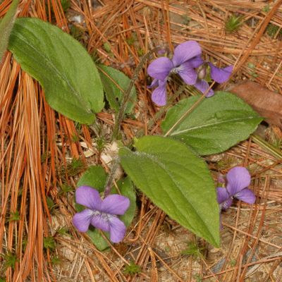 Viola fimbriatula * Downy Blue Violet 