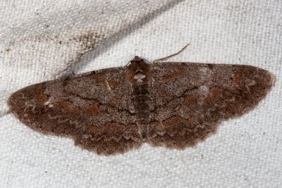 Hodges #6582 * Large Purplish Gray Moth * Iridopsis vellivolata