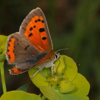 American Copper
