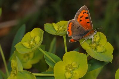 American Copper