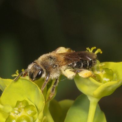 Genus Andrena ♀
