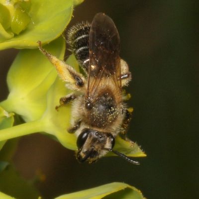 Genus Andrena ♀