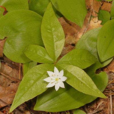 Lysimachia borealis * Northern Starflower
