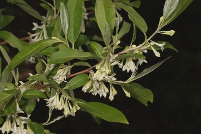 Elaeagnus umbellata * Autumn Olive