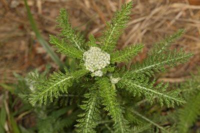 Achillea millefolium * Common Yarrow