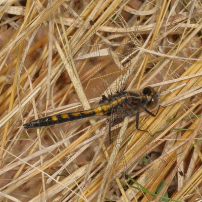 Dot-Tailed Whiteface ♀