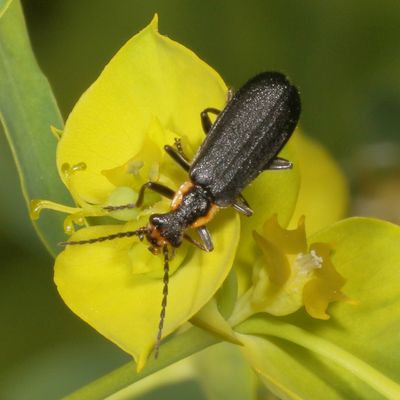 Podabrus rugosulus