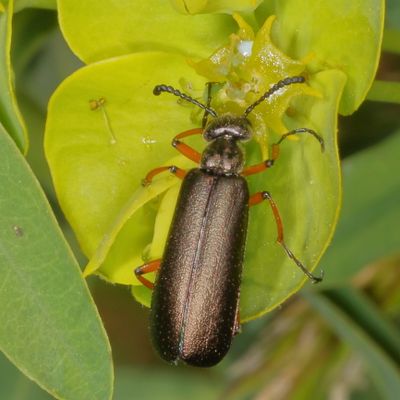 Lytta aenea