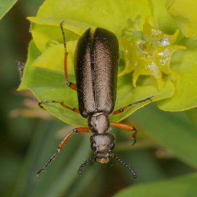 Lytta aenea