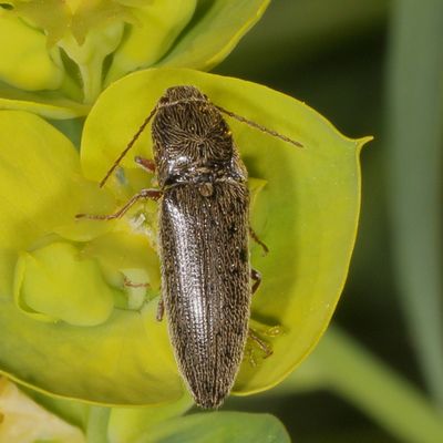 Genus Melanotus