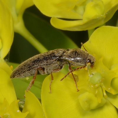 Genus Melanotus