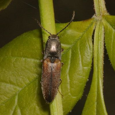 Corymbitodes tarsalis