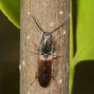 Corymbitodes tarsalis