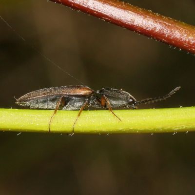 Corymbitodes tarsalis