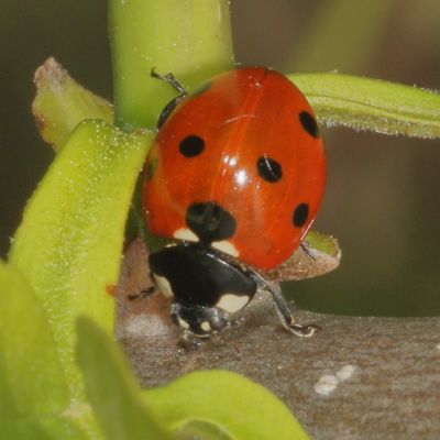 Coccinella septempunctata