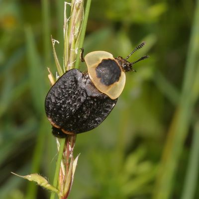 Necrophila americana
