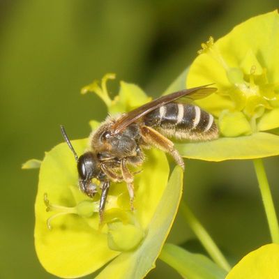 Genus Halictus ♀