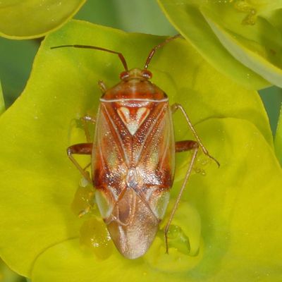 Genus Lygus