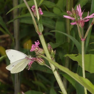 Cabbage White