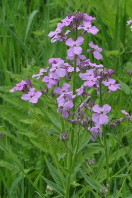 Hesperis matronalis * Dame's Rocket