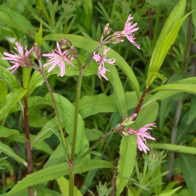 Silene flos-cuculi * Ragged-Robin