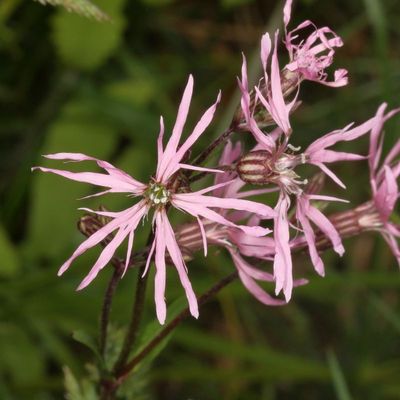 Silene flos-cuculi * Ragged-Robin