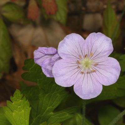 Geranium maculatum * Wild Geranium