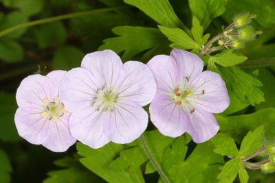 Geranium maculatum * Wild Geranium
