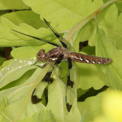 Common Whitetail  ♀