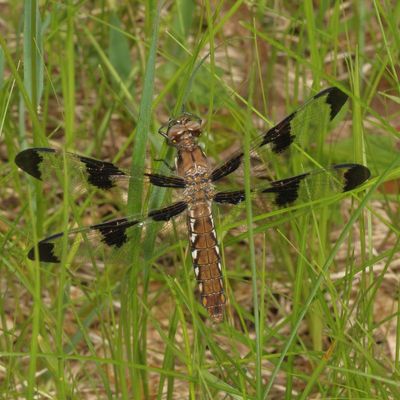 Common Whitetail  ♀