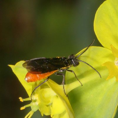 Strongylogaster tacita ?