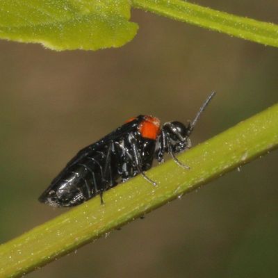 Tethida barda