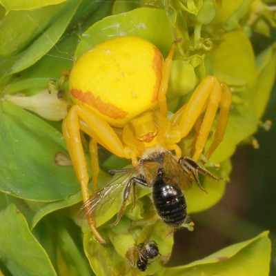 Misumena vatia * Goldenrod Crab Spider