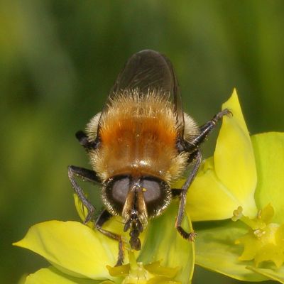 Merodon equestris ♀