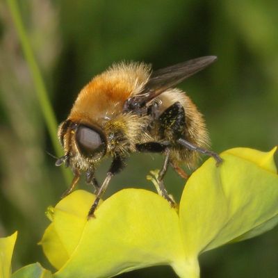 Tribe Merodontini
