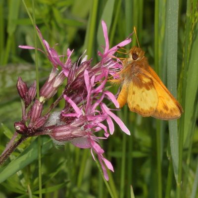 Zabulon Skipper ♂