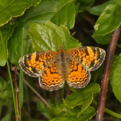 Pearl Crescent