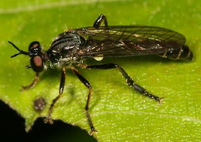 Dioctria hyalipennis