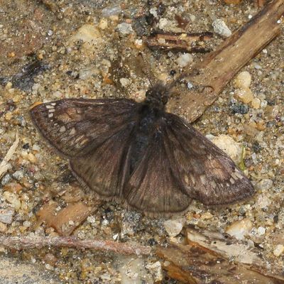 Juvenal's Duskywing